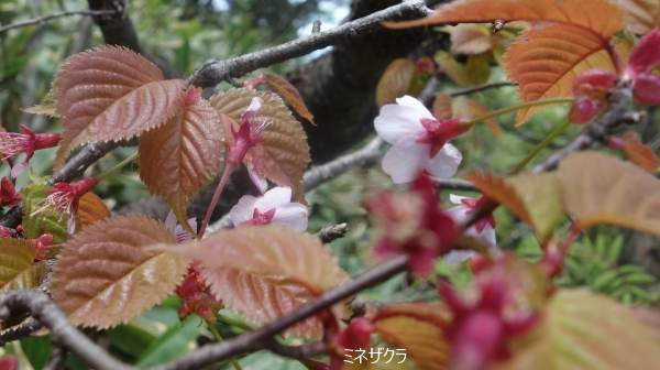 峰桜